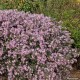 Astras ‘Coombe Fishacre’