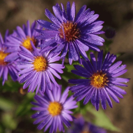 Astras ‘Orpheus’