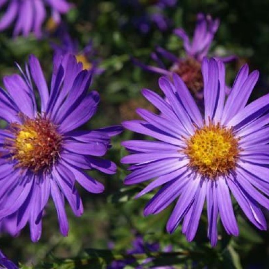 Astras ‘Orpheus’