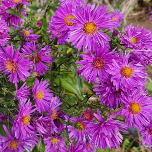 Virgininis astras 'Cyclamenlila' 