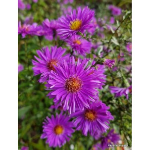 Virgininis astras 'Cyclamenlila' 