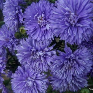 Virgininis astras ‘Maria Ballard’