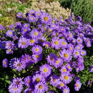 Krūminis astras ‘Mittelmeer’