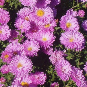 Virgininis astras ‘Patricia Ballard’