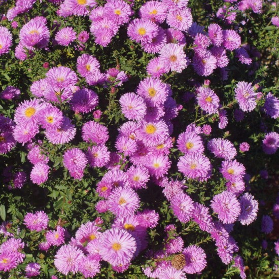Virgininis astras ‘Patricia Ballard’