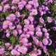 Virgininis astras ‘Patricia Ballard’