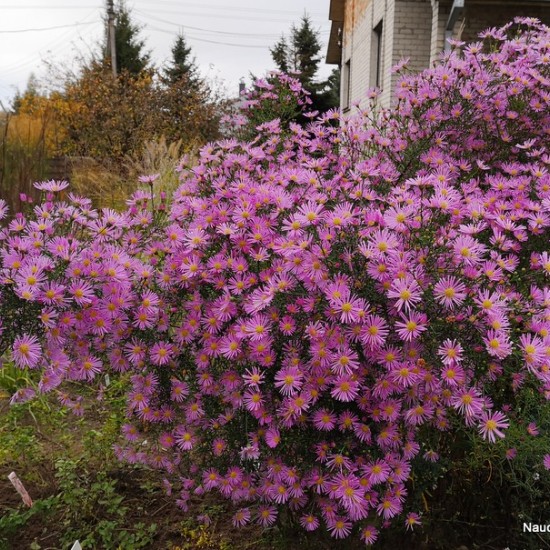 Erikinis astras ‘Pink Star’