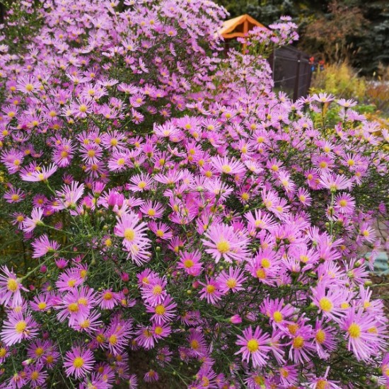 Erikinis astras ‘Pink Star’