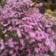 Erikinis astras ‘Pink Star’