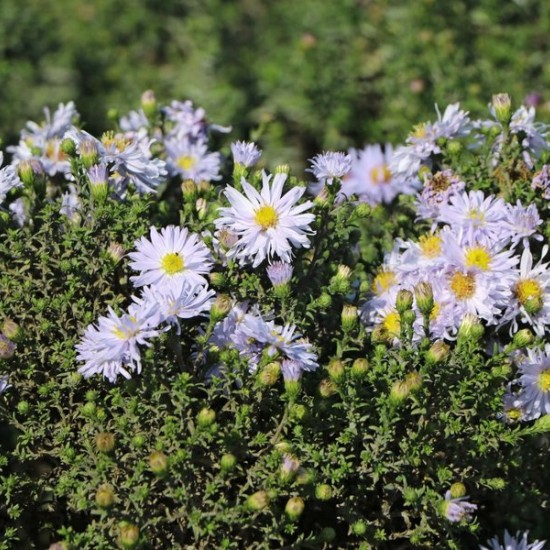Virgininis astras ‘Porzellan’