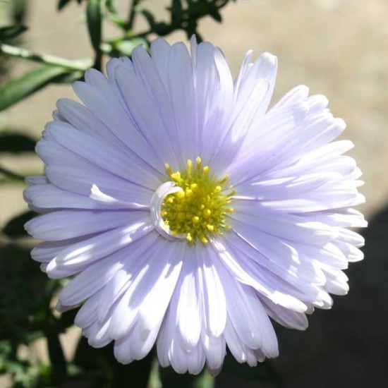 Virgininis astras ‘Porzellan’