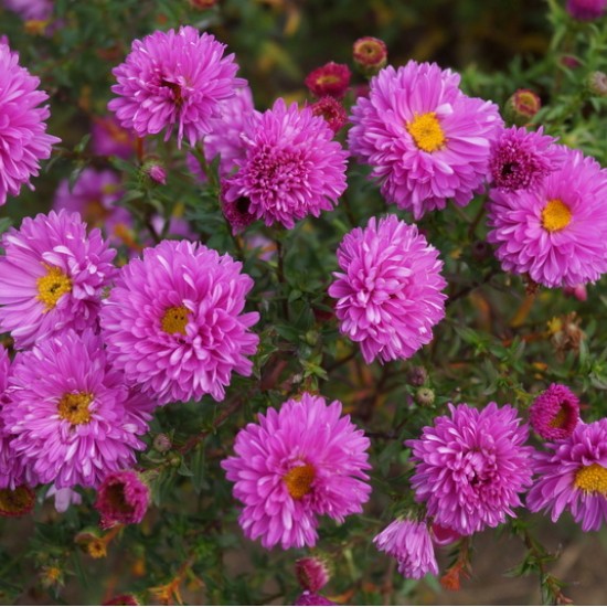 Virgininis astras ‘Rosenponpon’