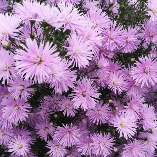 Virgininis astras ‘Rosenquarz’