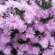 Virgininis astras ‘Rosenquarz’