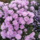 Virgininis astras ‘Rosenquarz’