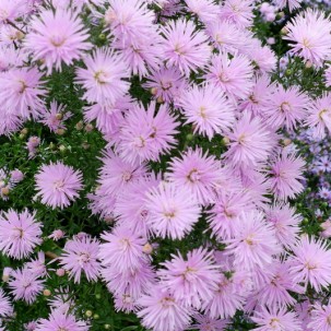 Virgininis astras ‘Rosenquarz’