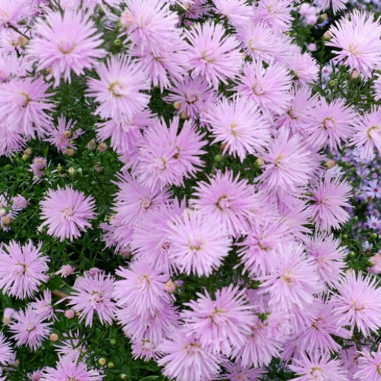 Virgininis astras ‘Rosenquarz’