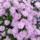 Virgininis astras ‘Rosenquarz’