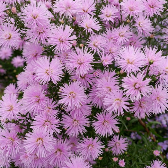 Virgininis astras ‘Rosenquarz’