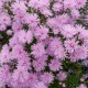 Virgininis astras ‘Rosenquarz’