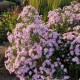 Virgininis astras ‘Rosenquarz’