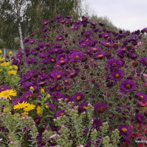 Šiurkščialapis astras ‘Violetta’