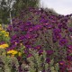 Šiurkščialapis astras ‘Violetta’