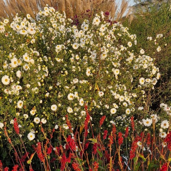 Virgininis astras ‘White Ladies’