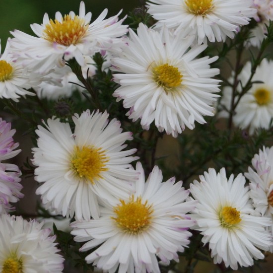 Virgininis astras ‘White Ladies’