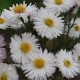 Virgininis astras ‘White Ladies’