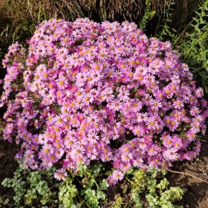 Krūminis astras 'Wood's Pink' 