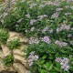 Astras ‘Adustus Nanus‘