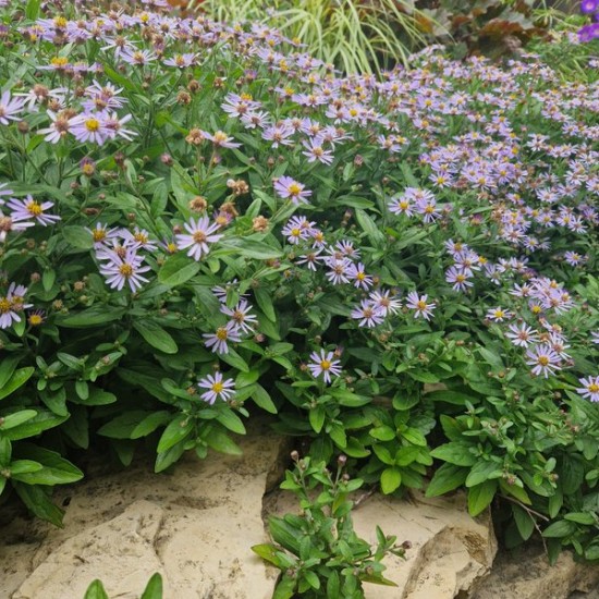 Astras ‘Adustus Nanus‘