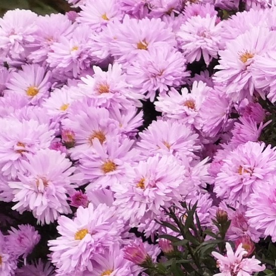 Krūminis astras b. p.