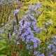 Širdžialapis astras ‘Blue Heaven’