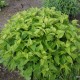 Skėstašakis astras