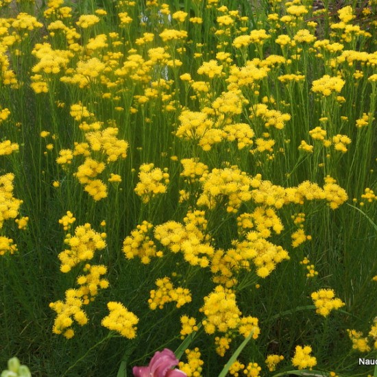 Linalapis astras