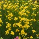 Linalapis astras