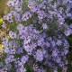 Širdžialapis astras ‘Little Carlow’