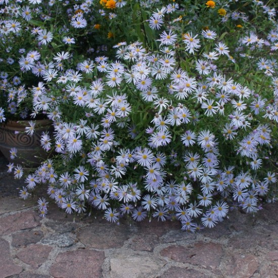 Pirėninis astras ‘Lutetia’