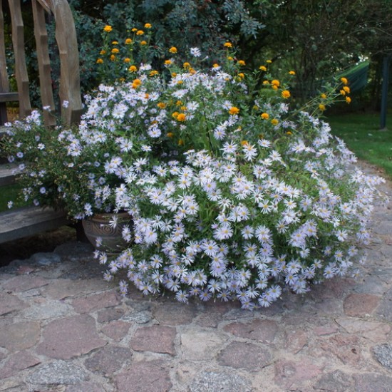 Pirėninis astras ‘Lutetia’