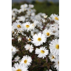 Virgininis astras ‘White Ladies’