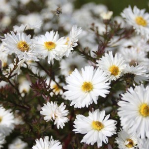 Virgininis astras ‘White Ladies’