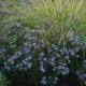 Astras ‘Asran’
