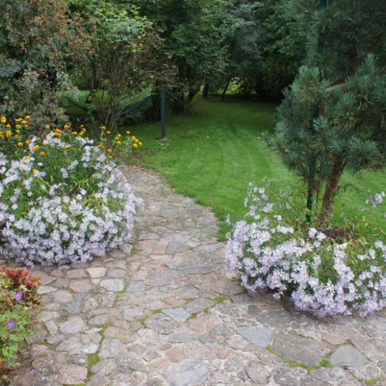 Pirėninis astras ‘Lutetia’