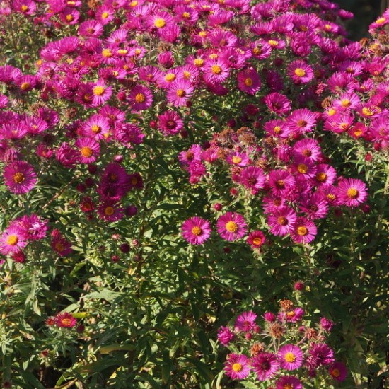 Šiurkščialapis astras ‘Primrose Upward’