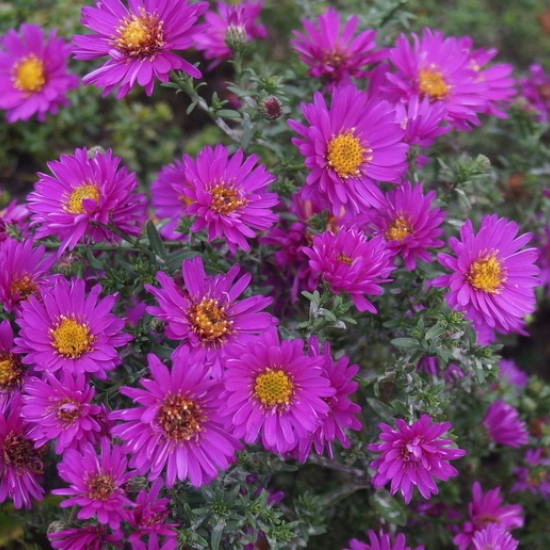 Krūminis astras ‘Starlight’