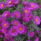 Krūminis astras ‘Starlight’