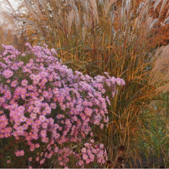 Erikinis astras ‘Pink Star’