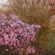 Erikinis astras ‘Pink Star’